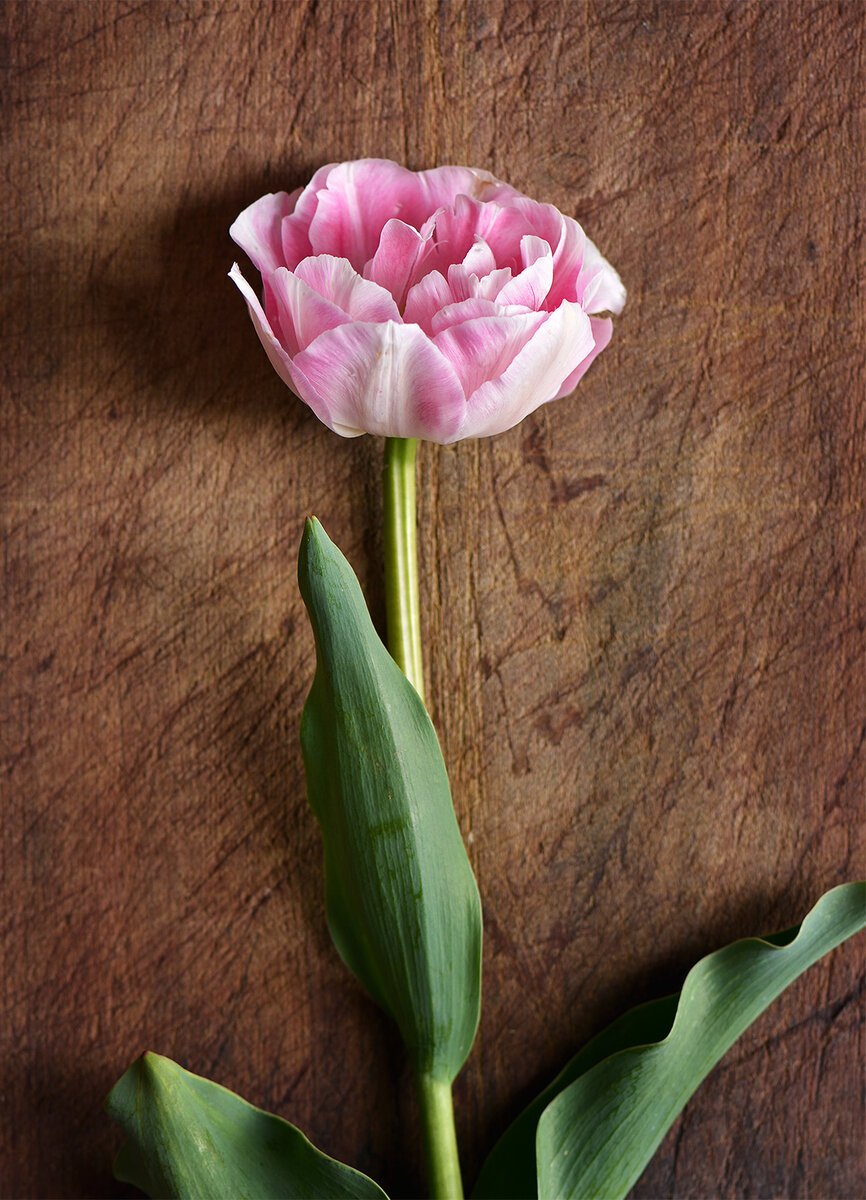 Тюльпан пионовидный Анжелика