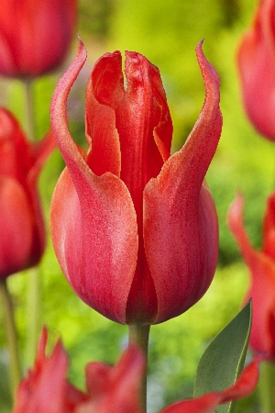 Тюльпан Тринити
