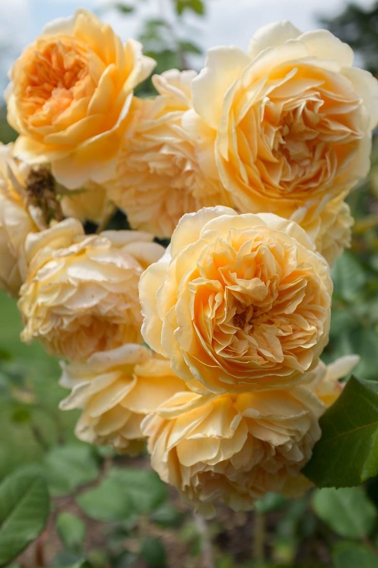 Желтые Плитистые роза Остина