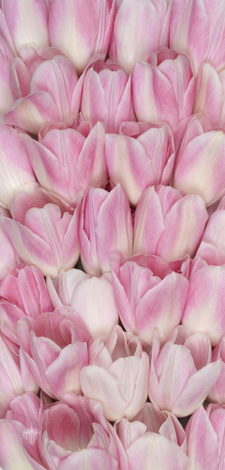 Тюльпаны. Нежно-розовый