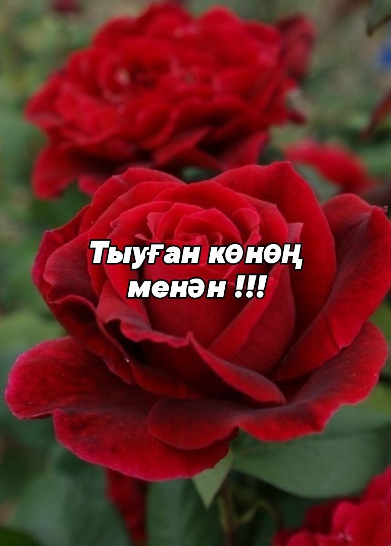 Роза чайно-гибридная Крымская ночь