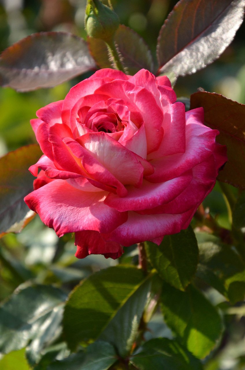 Роза Королевский бархат грандифлора