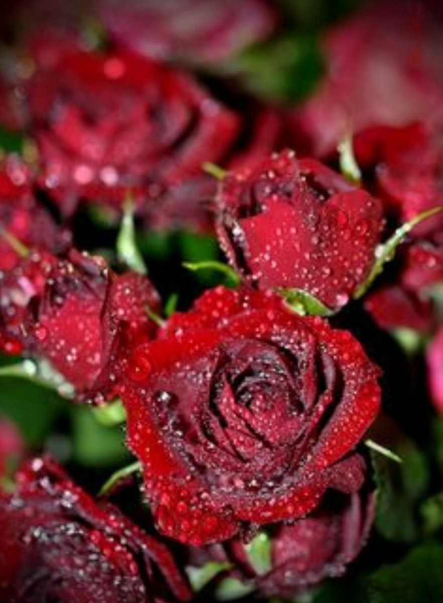 Рубиновая роза