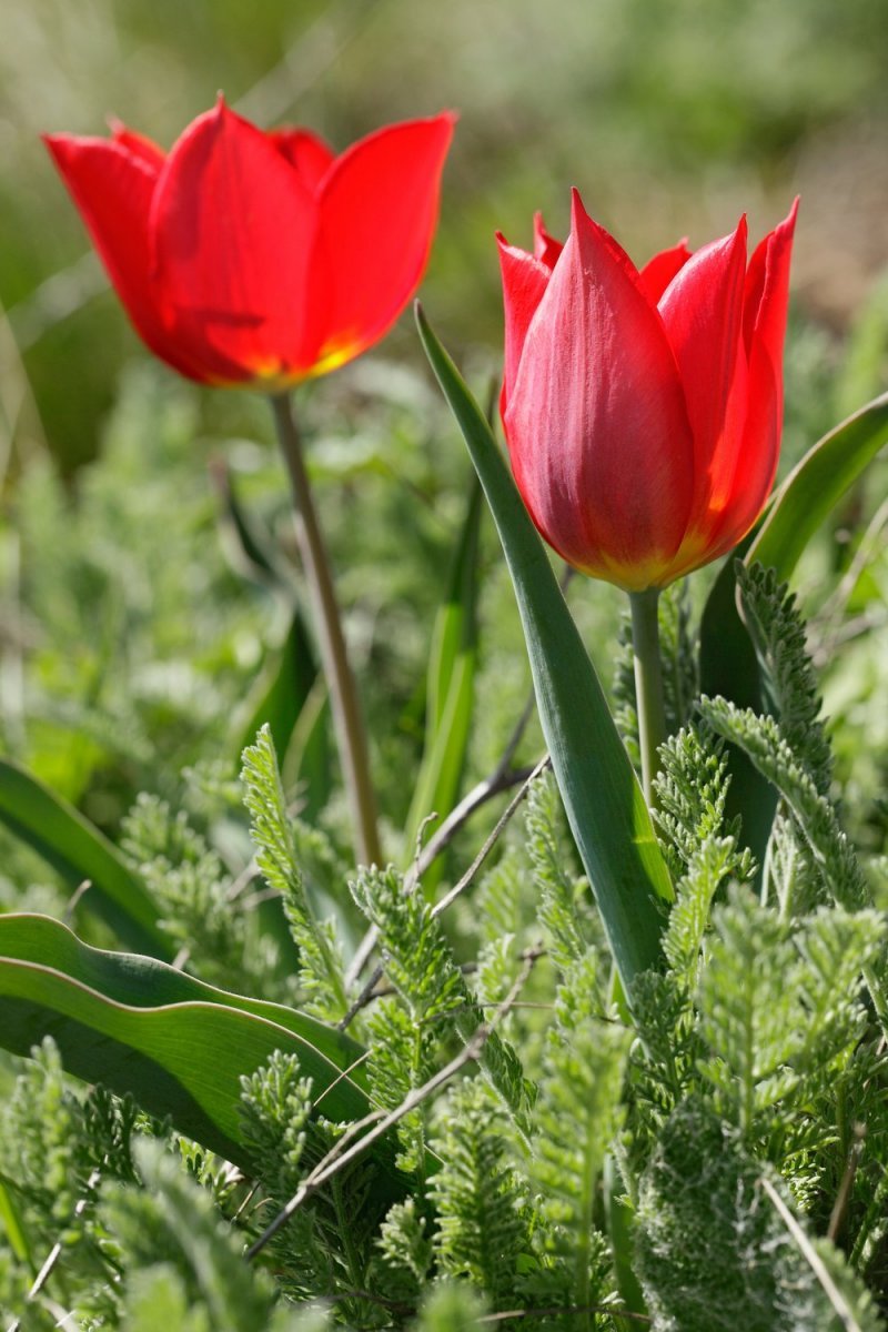 Тюльпан Геснера (Tulipa gesneriana).