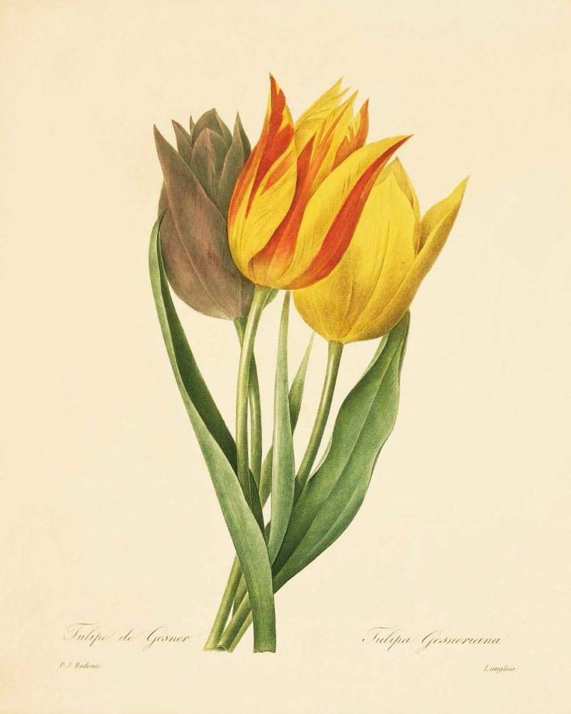Пьер-Жозеф редуте тюльпаны