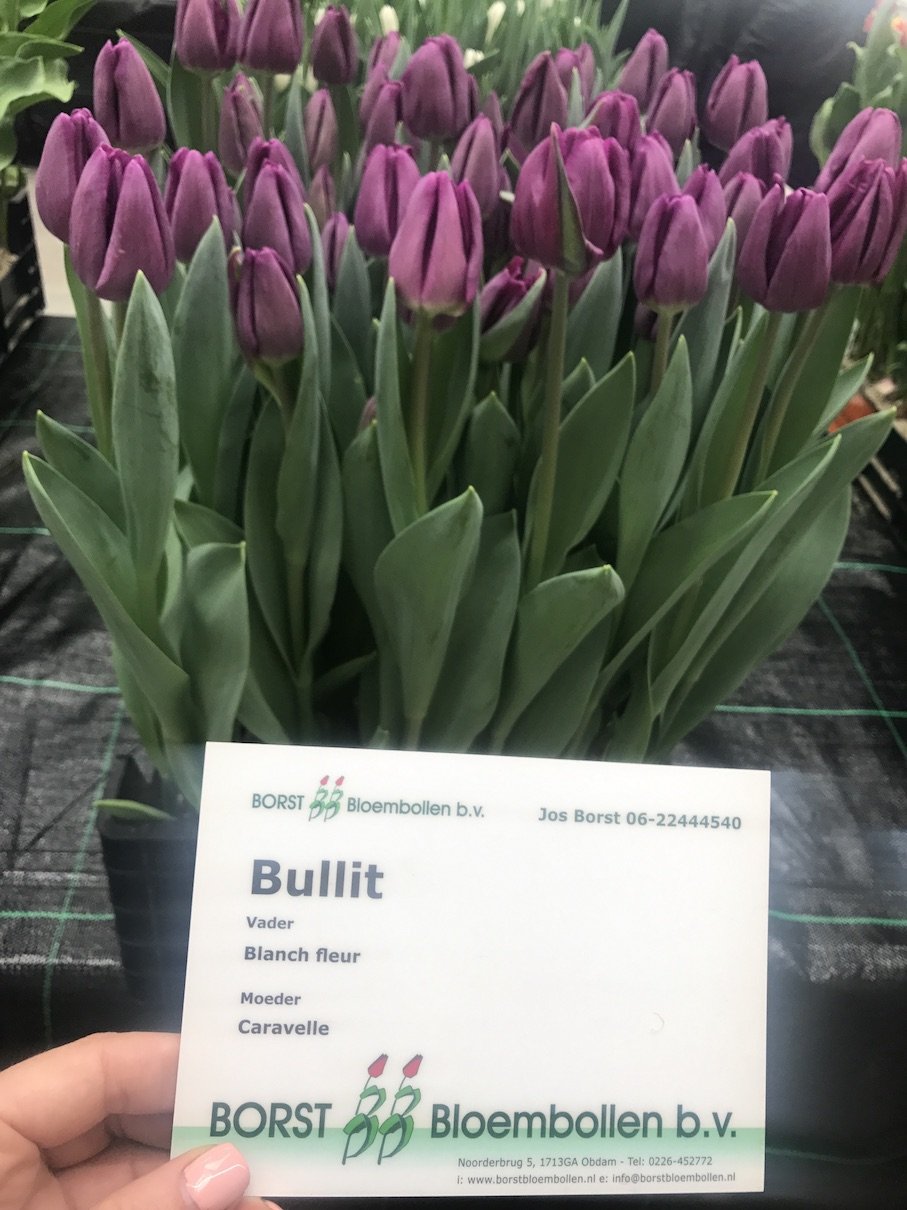 Тюльпан Bullit