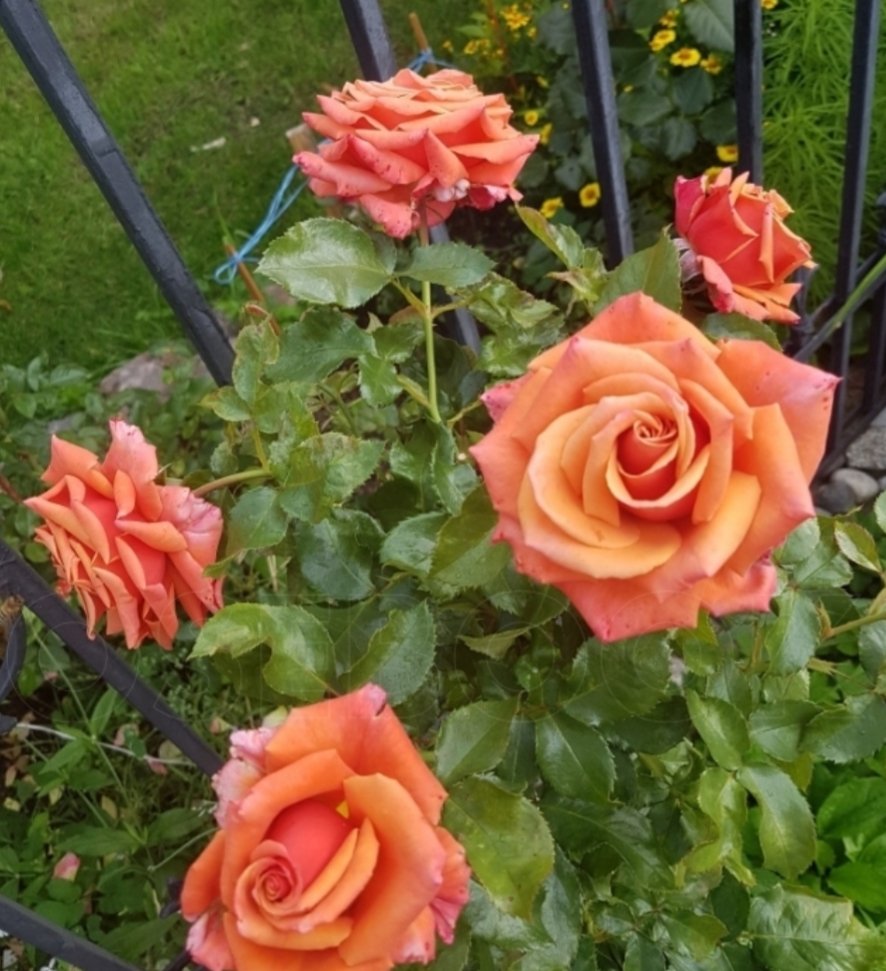 Маргарет вильямс роза