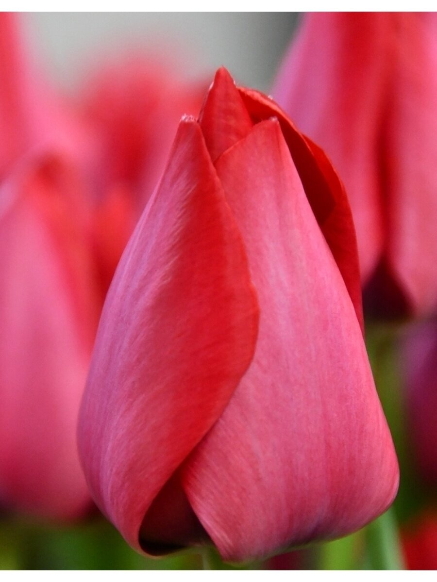 Тюльпан Spring Song