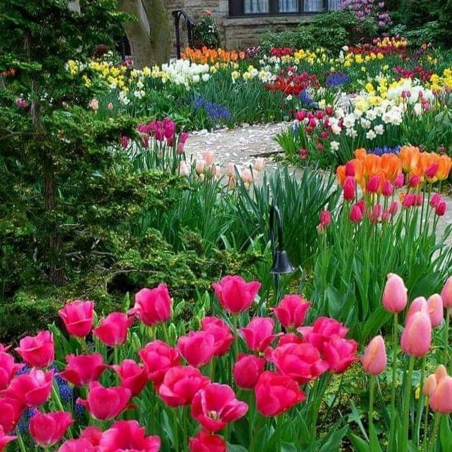 Тюльпаны в ландшафте сада