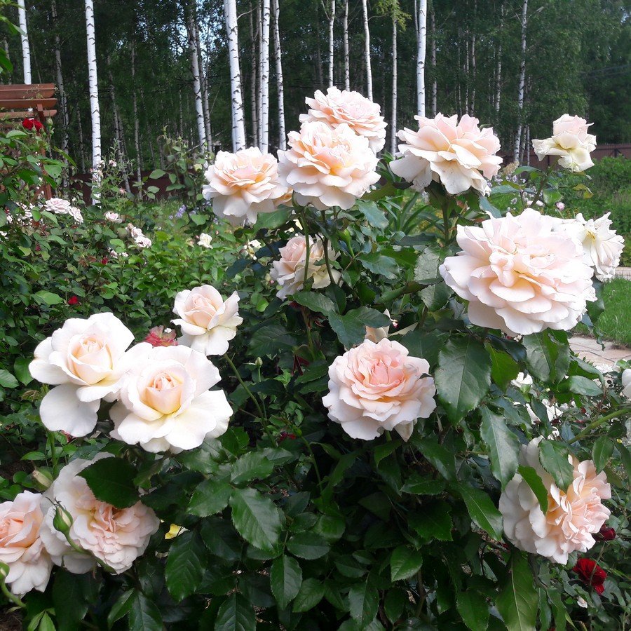Chandos Beauty роза