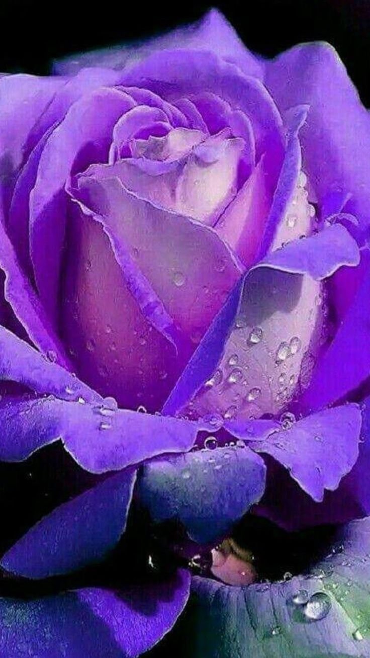 Нежно фиолетовые розы