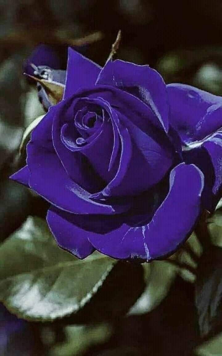 Роза фиолет вельвет