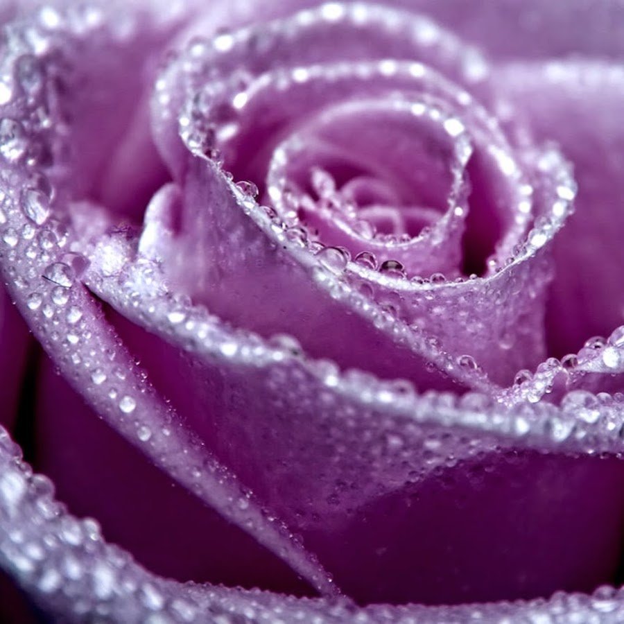 Фиолетовые розы с капельками