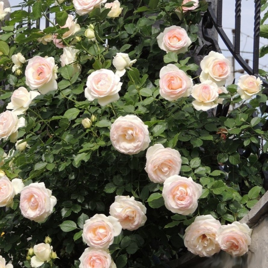 Роза плетистая Palais Royal
