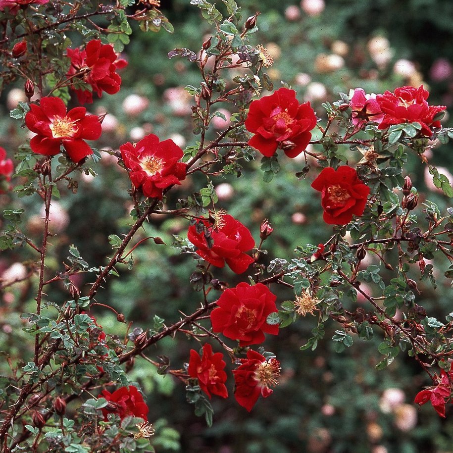 Роза Rambling Red