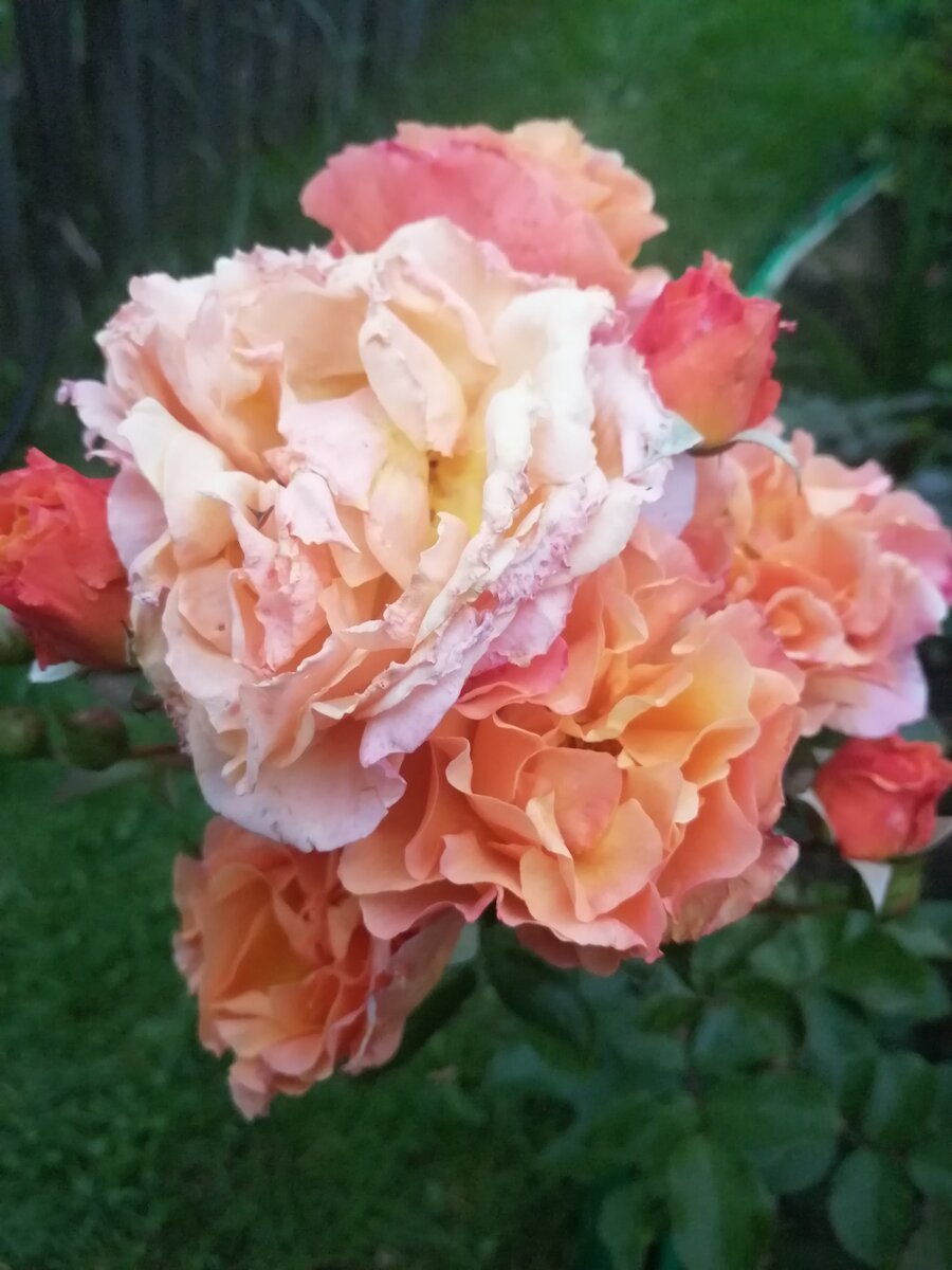 Роза Бонанза шраб
