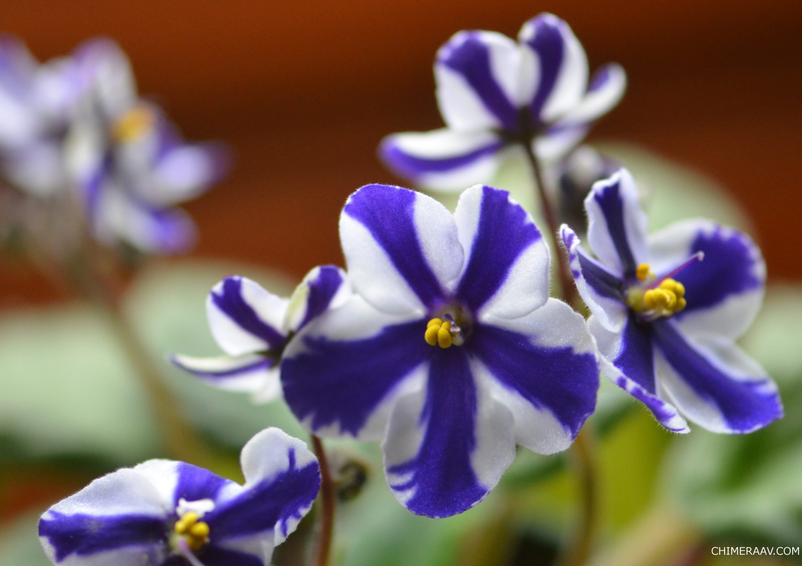 Фиалка бо. Фиалка African Violet. Concord фиалка Химера. Фиалка морской Бриз. Фиалка Химера.