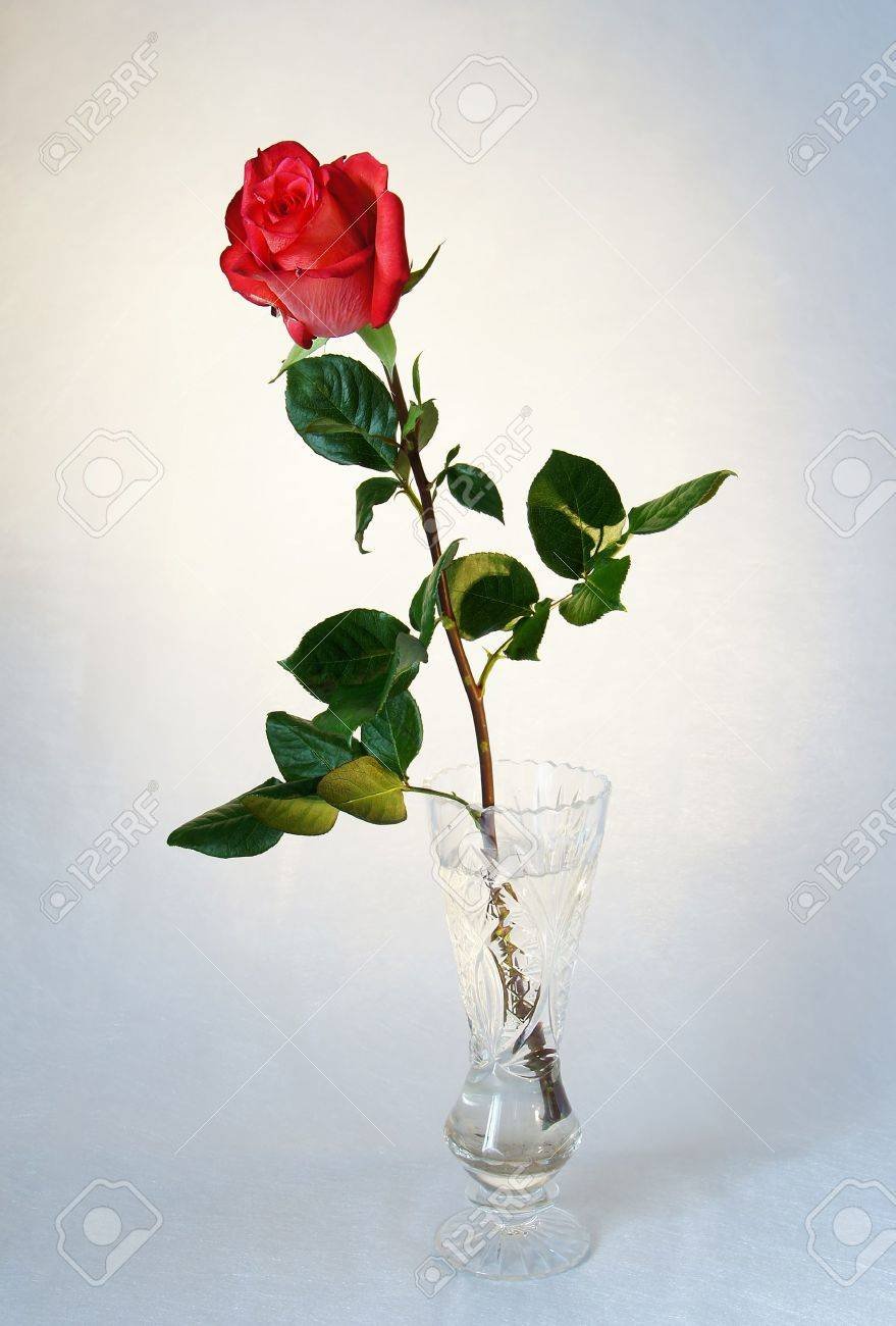 Одна роза в красивой вазе