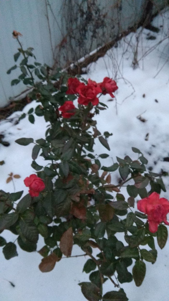 Декабрьские розы