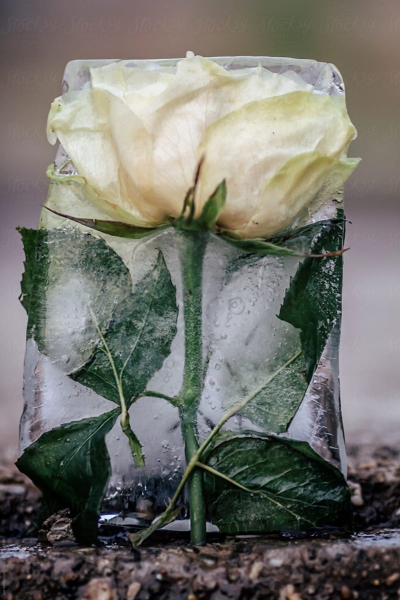 Киллиан роза на льду