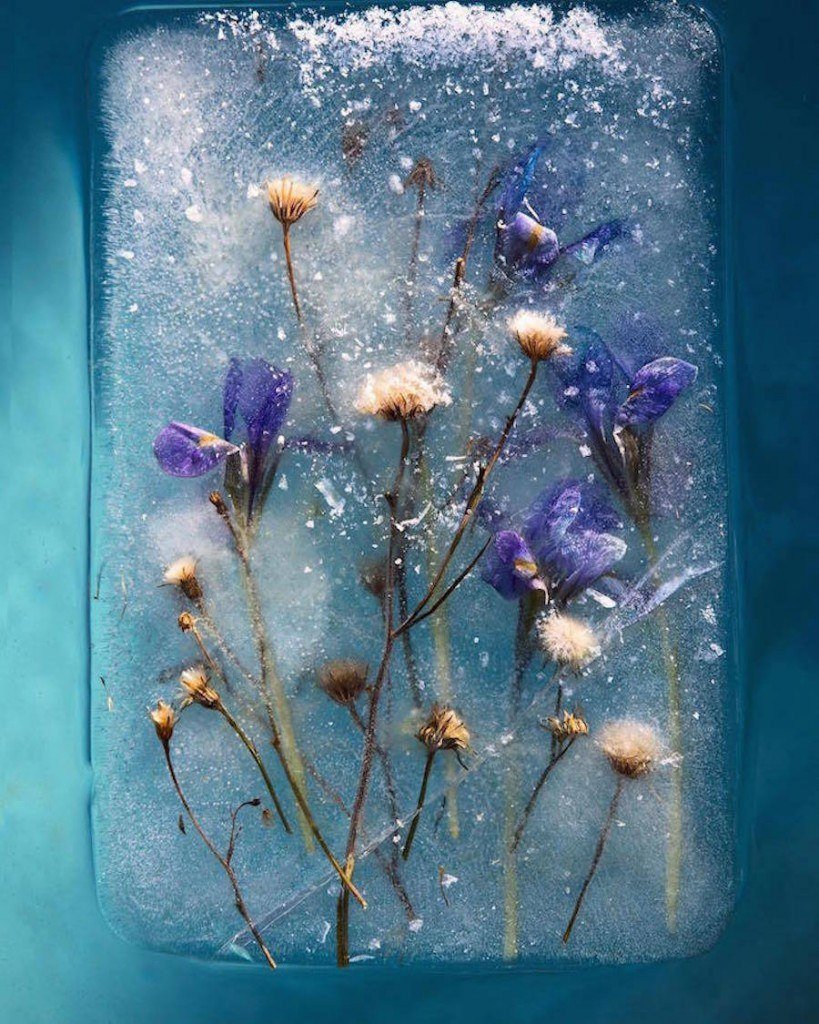 Фотограф Брюс Бойд Bruce Boyd цветы во льду