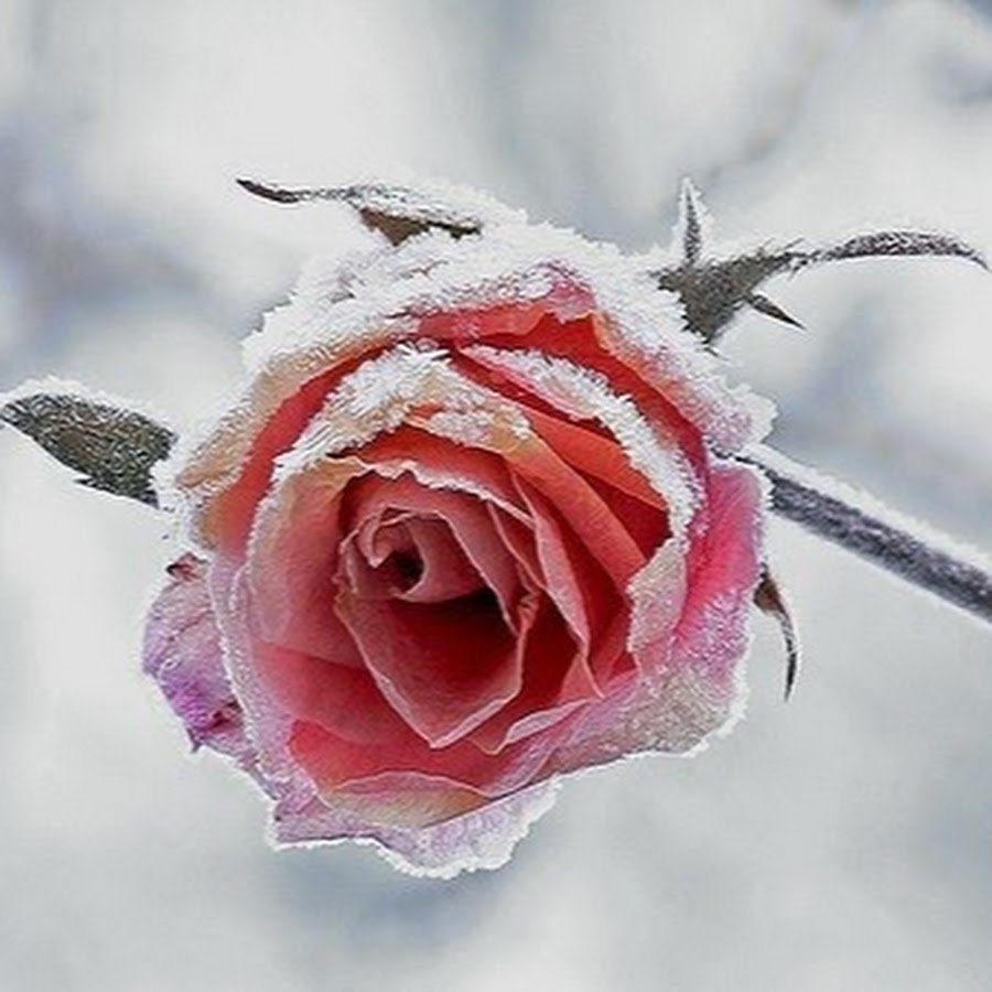 Розовые розы на снегу