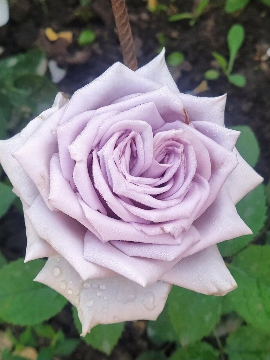 Роза шато барберолис