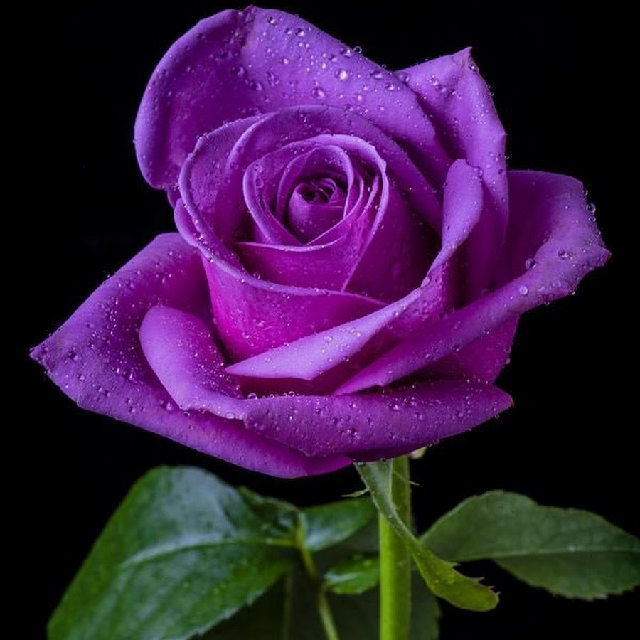 Хрустальная фиолетовая роза