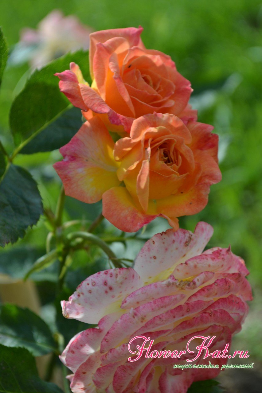 Роза Гартеншпас желто-розовая