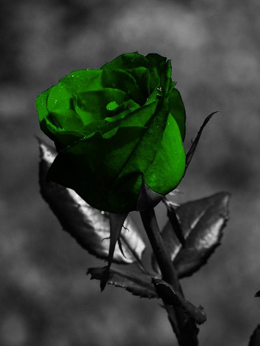 Роза с зеленой серединкой