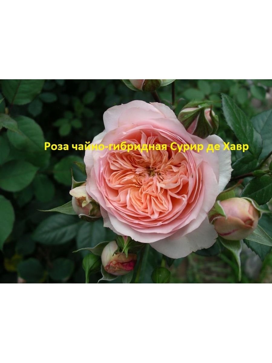 Роза сурир де переге
