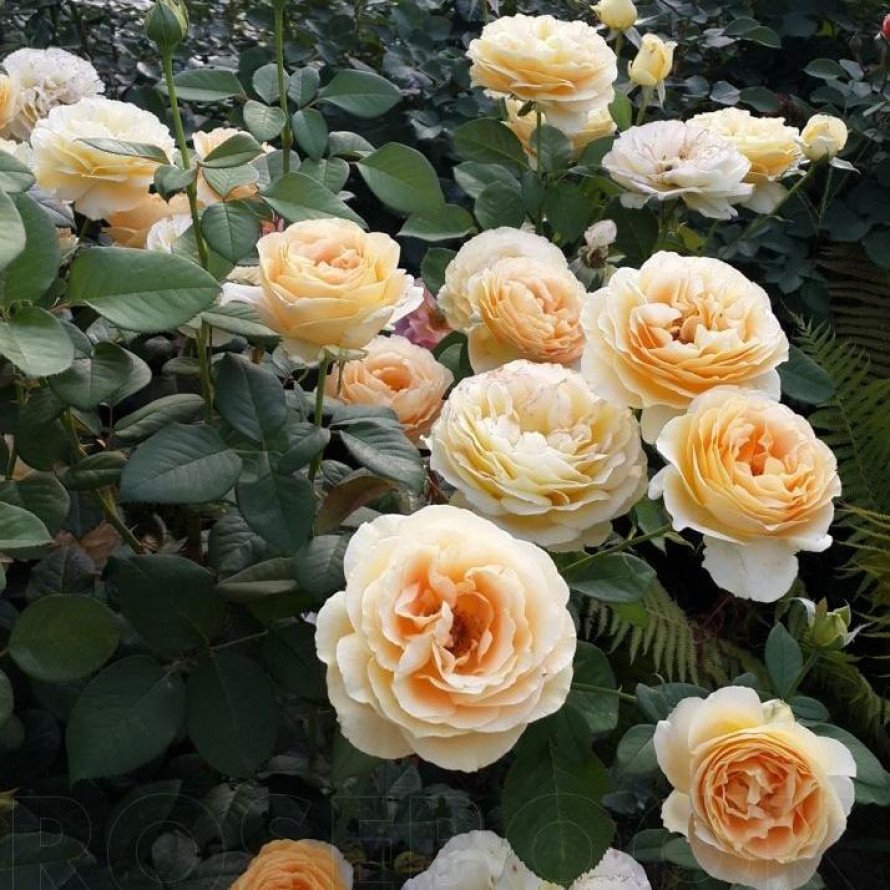 Роза чайно-гибридная Кэндллайт