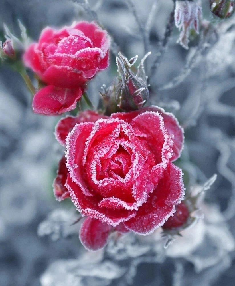 Зимняя роза Хеллеборн.