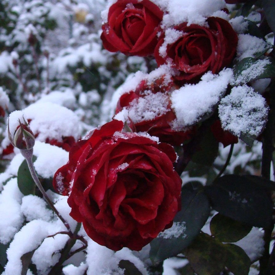 Розы зимой