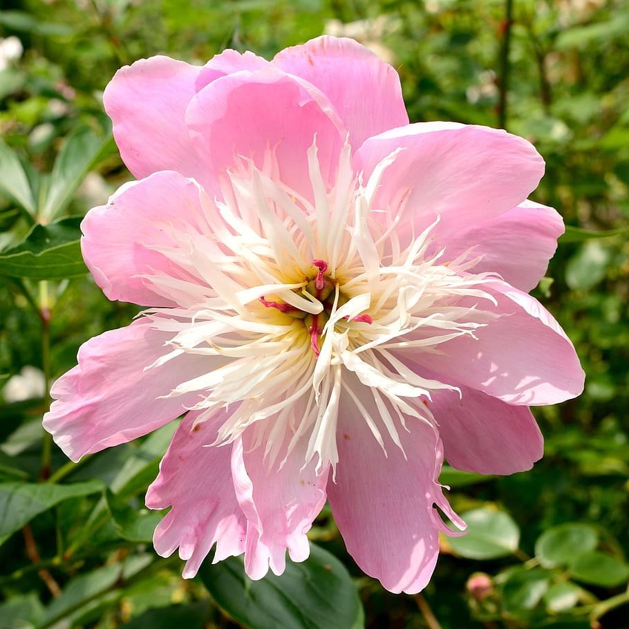 Pink Blooming Peony Flower