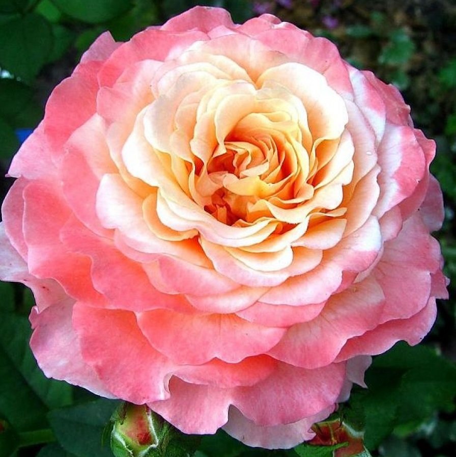 Роза чайно-гибридная августа Луиза