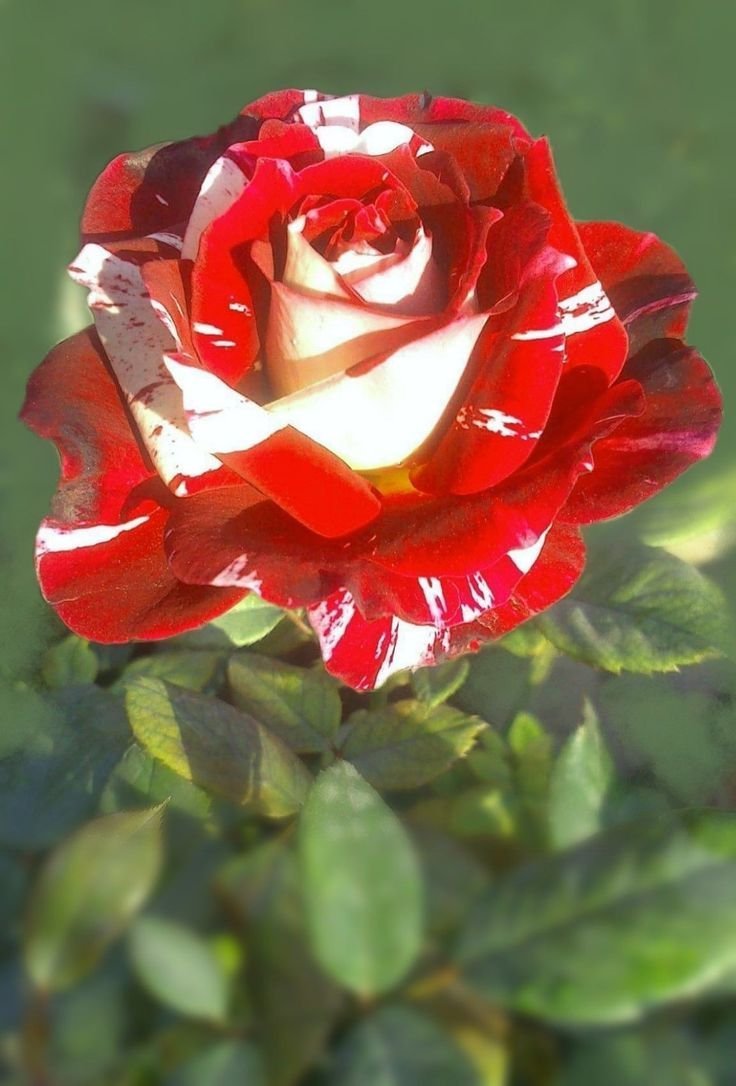 Ред Уайт роза