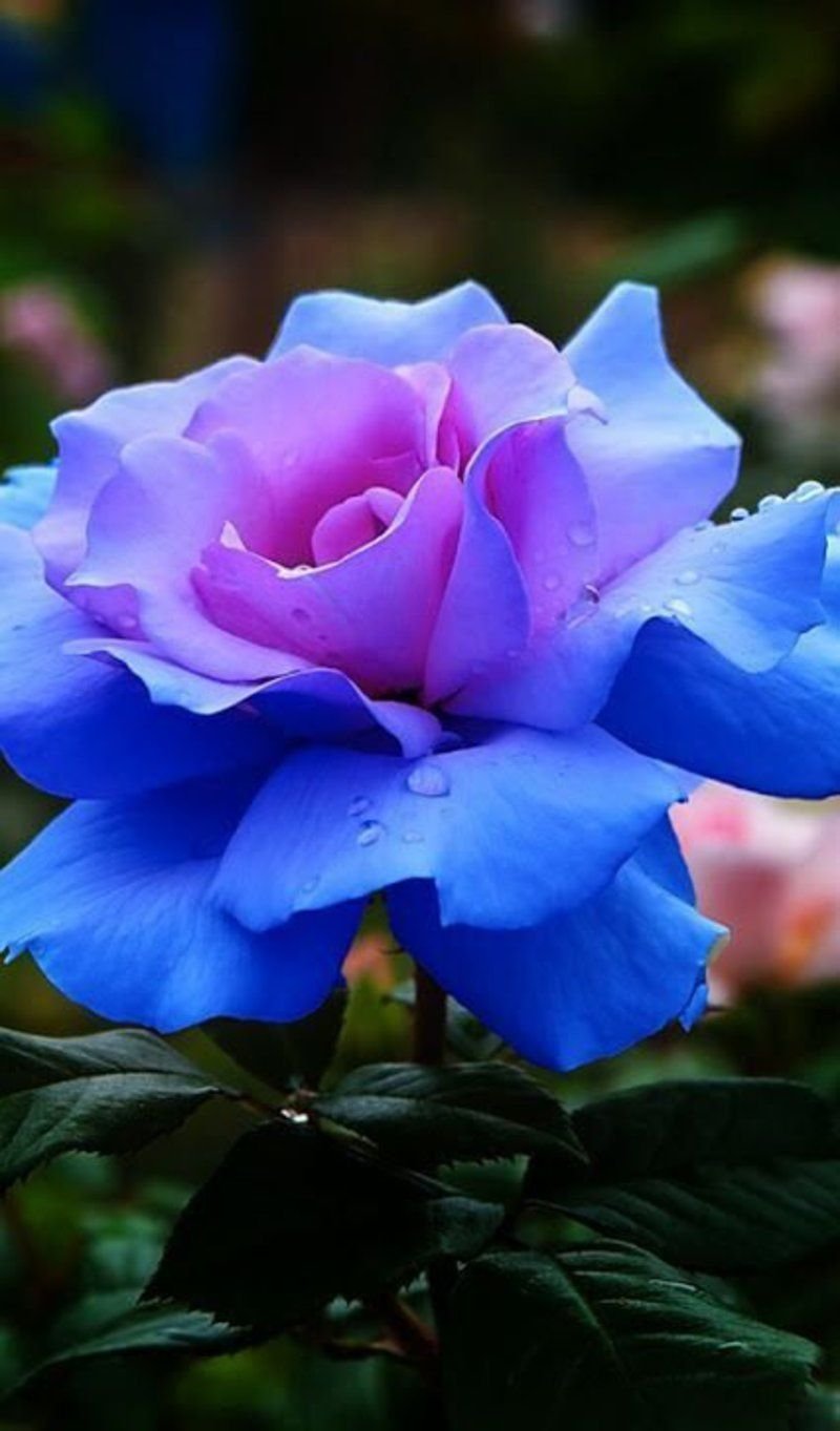 Голубая Лагуна цветы