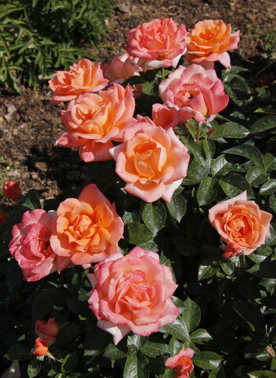 Роза флорибунда Тзигане