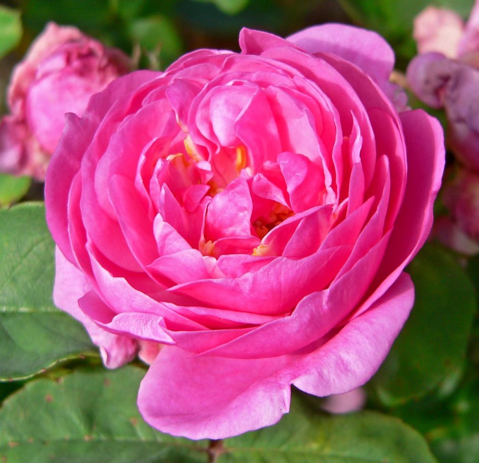 Bengali роза