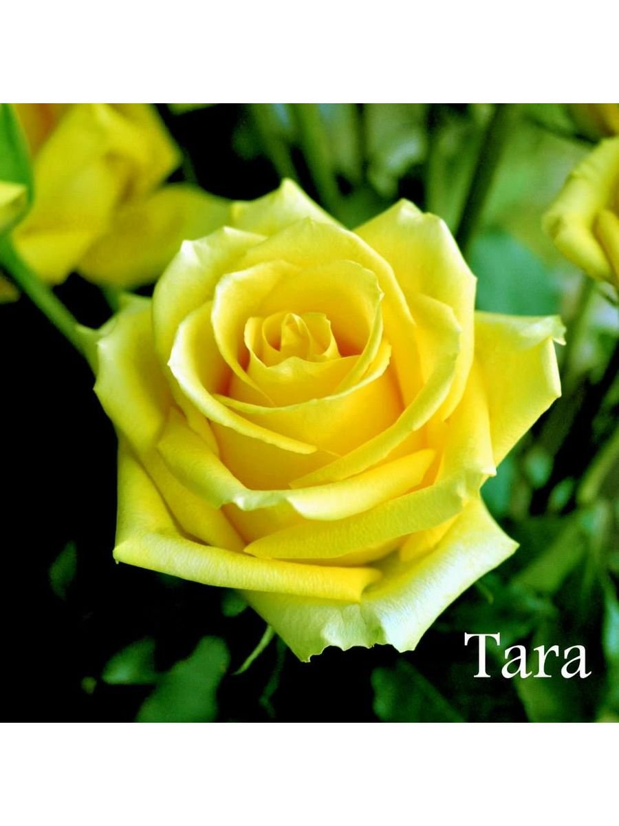 Роза тара