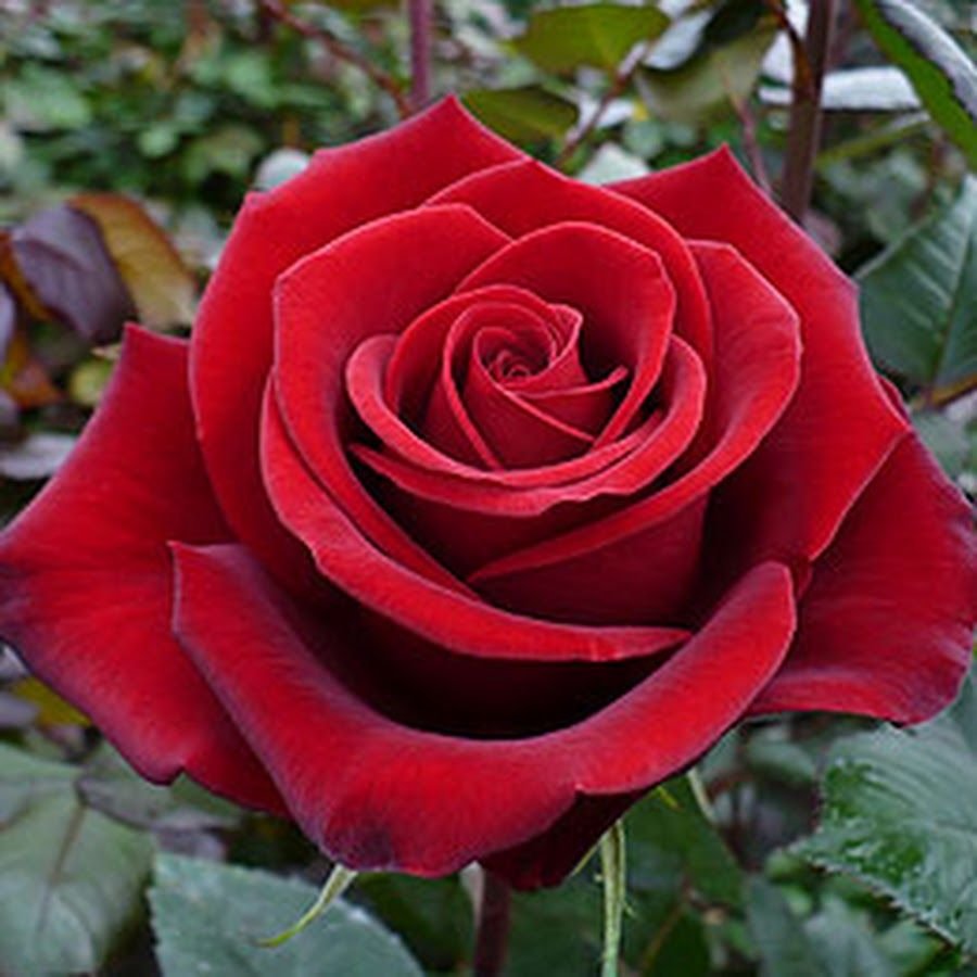 Роза чайно-гибридная Биколетте