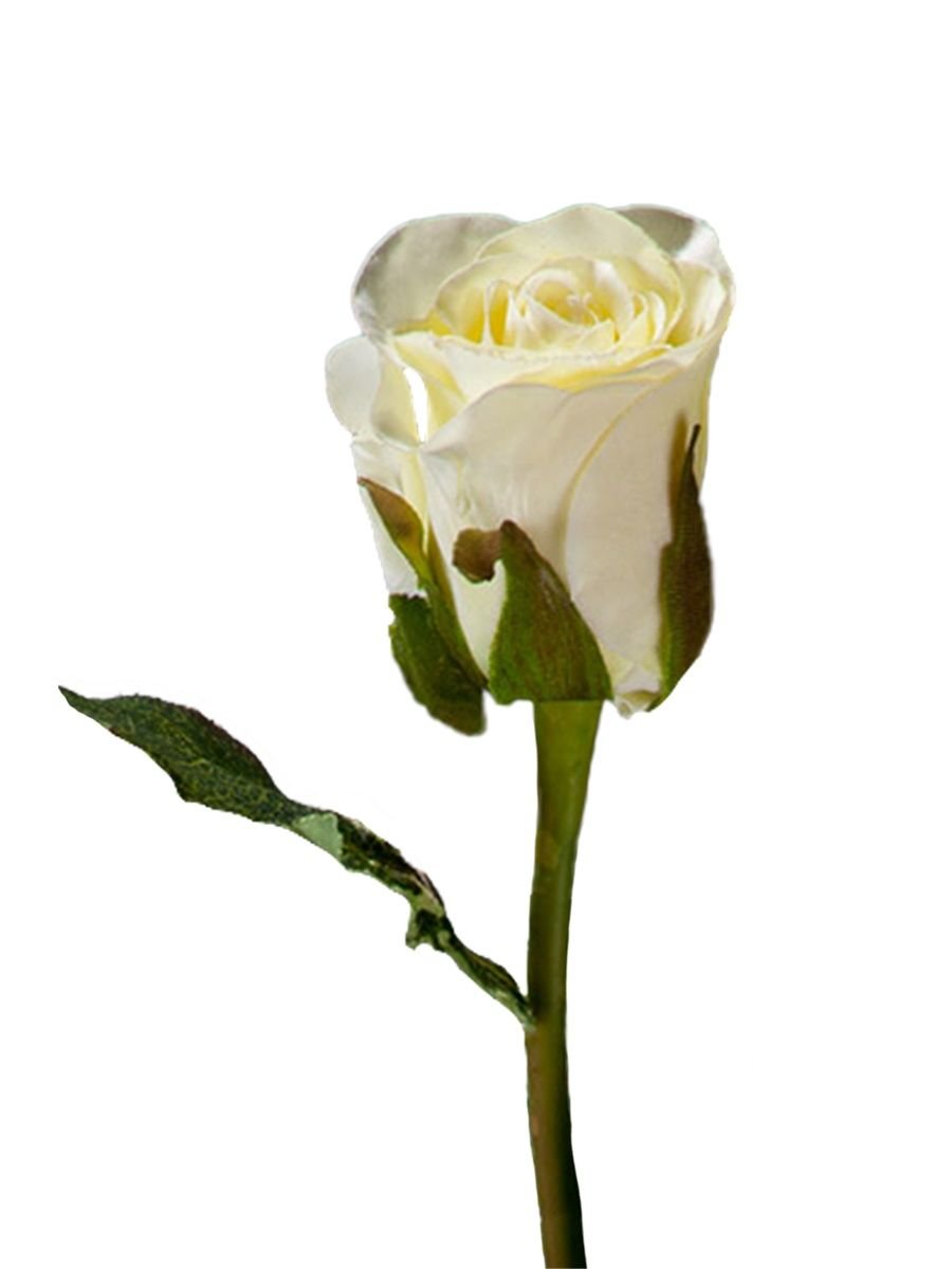 Роза белая Annabel