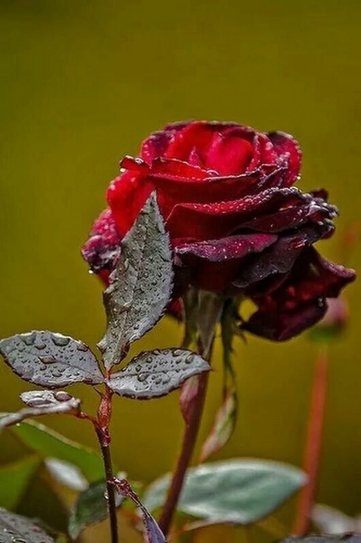 Красивая одинокая роза