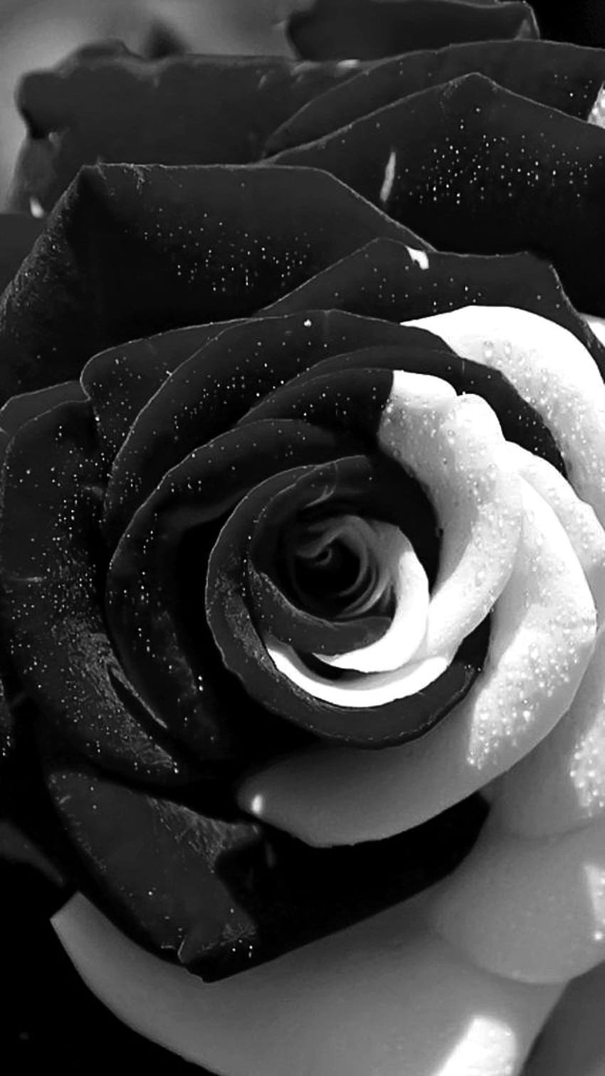 Черно белая роза