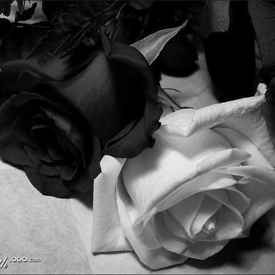 Черно белая роза