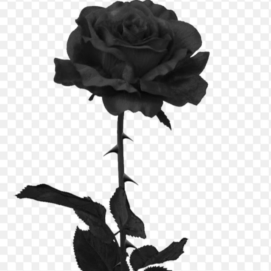 Черная роза без фона