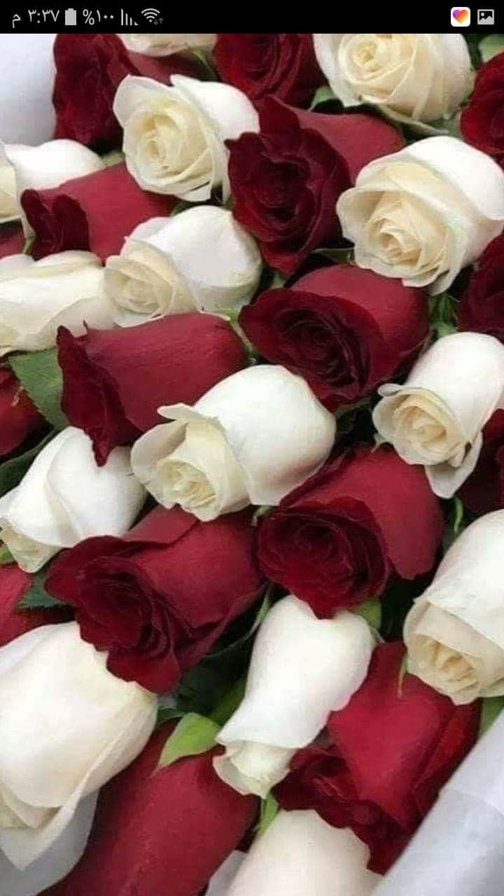 Красно белые розы