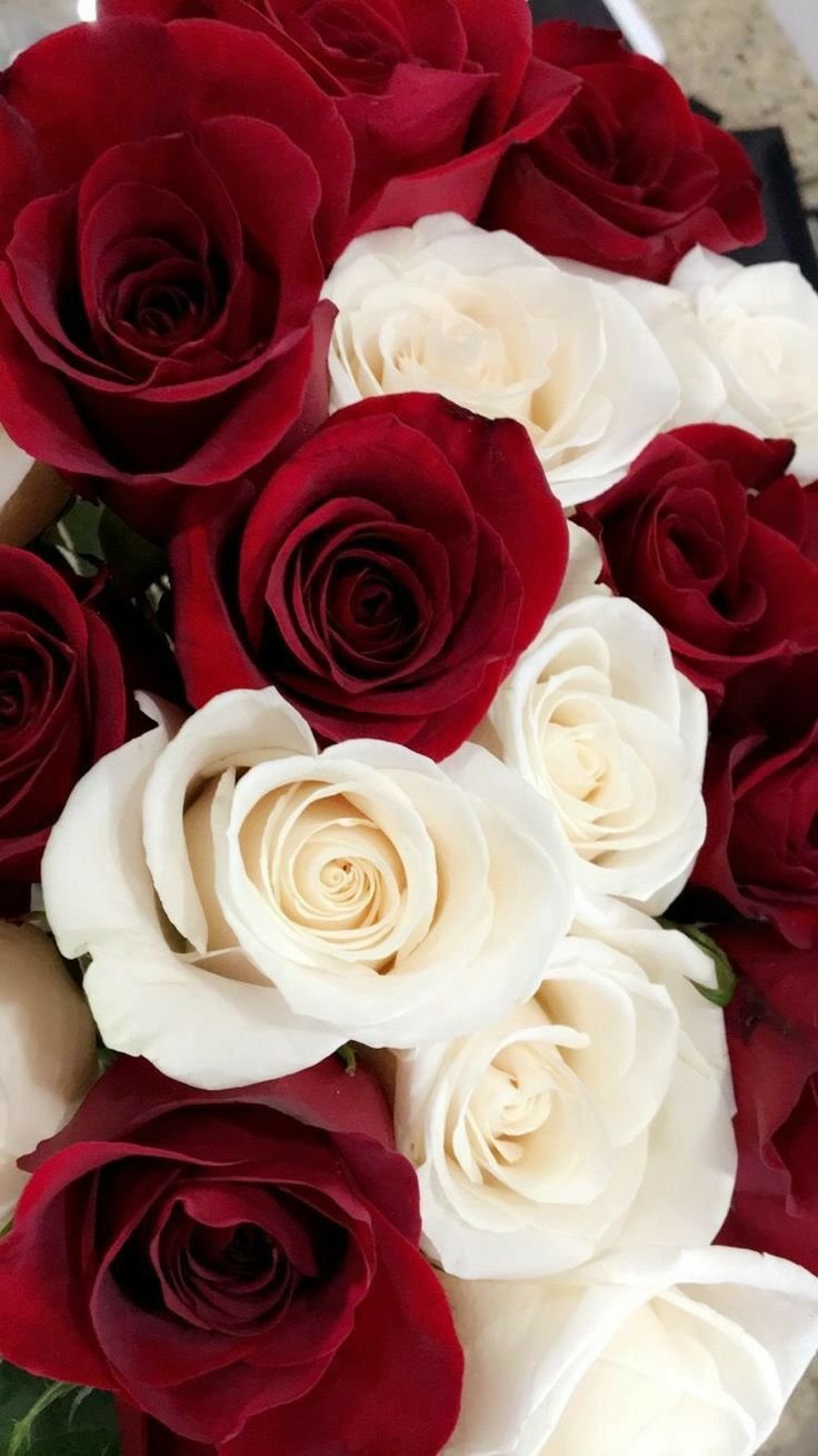 Красивые цветы розы красные