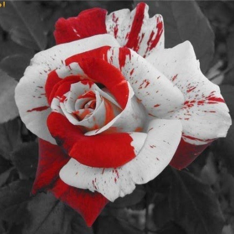 Роза чайно гибридная красная с белым цветком